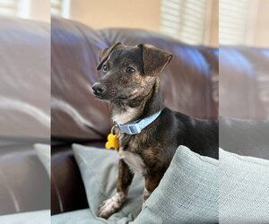 Symon - Male Chiweenie Dog for Adoption - Photo #3