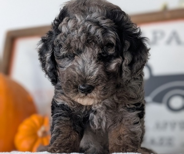 Medium Photo #2 Poodle (Miniature) Puppy For Sale in GOSHEN, IN, USA