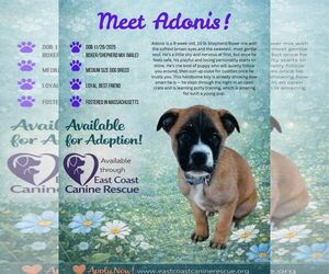 Boxer-Unknown Mix Dogs for adoption in pomfret, CT, USA
