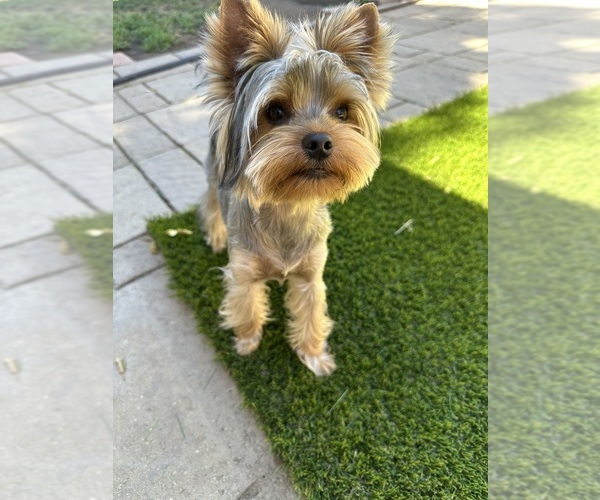 Medium Photo #1 Yorkshire Terrier Puppy For Sale in SACRAMENTO, CA, USA