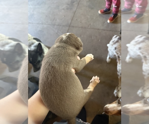 Medium Photo #2 Australian Cattle Dog Puppy For Sale in CORTEZ, CO, USA