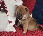 Puppy Puppy 3 Shiba Inu