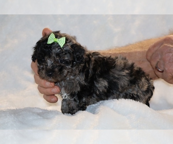 Medium Photo #17 ShihPoo Puppy For Sale in DYERSBURG, TN, USA