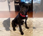 Small #2 Labrador Retriever Mix