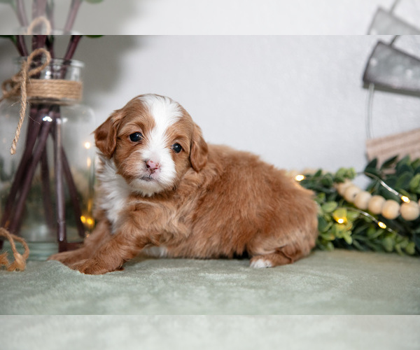 Medium Photo #1 Maltipoo (Toy) Puppy For Sale in GOSHEN, IN, USA