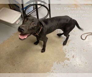 Labrador Retriever-Unknown Mix Dogs for adoption in Ocala, FL, USA