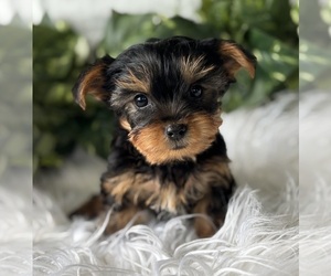 Yorkshire Terrier Puppy for sale in ROCK STREAM, NY, USA