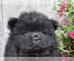 Small #3 Chow Chow