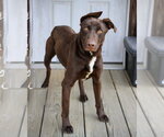 Small Great Dane-Labrador Retriever Mix