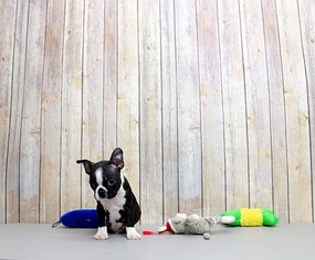 Boston Terrier Puppy for sale in PORTSMOUTH, OH, USA