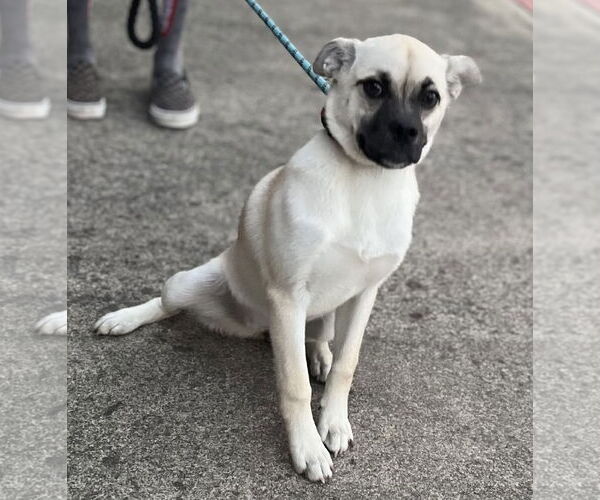 Medium Photo #10 Pug-Shiba Inu Mix Puppy For Sale in Dana Point, CA, USA