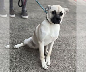 Pippa - Female Pug-Shiba Inu Mix Dog for Adoption - Photo #10
