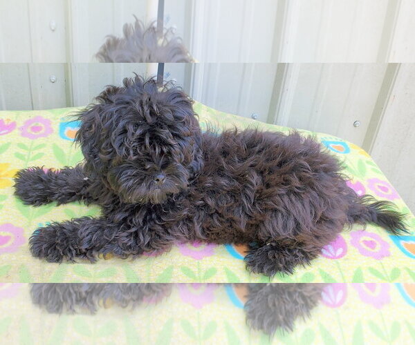 Medium Photo #3 ShihPoo Puppy For Sale in Mountain View, MO, USA