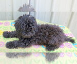 Small #2 ShihPoo