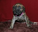 Small Photo #4 Cane Corso-Mastiff Mix Puppy For Sale in CABOOL, MO, USA