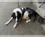Small Photo #1 Australian Shepherd-Great Pyrenees Mix Puppy For Sale in CHARLESTOWN, IN, USA