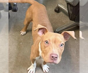 Oogie Boogie- friendly/snuggly boy - Male American Pit Bull Terrier-Unknown Mix Dog for Adoption - Photo #4