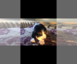 Small Photo #5 Basset Hound Puppy For Sale in DALTON, GA, USA