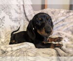 Puppy Luna Dachshund