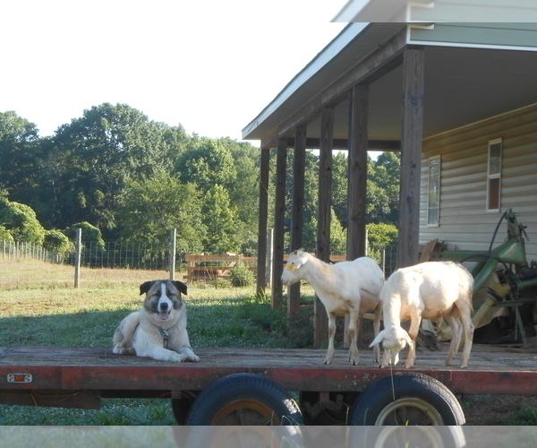 Medium Photo #1 Anatolian Shepherd-Great Pyrenees Mix Puppy For Sale in MOCKSVILLE, NC, USA