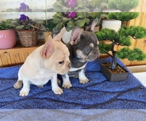 French Bulldog Puppy for sale in ORLANDO, FL, USA