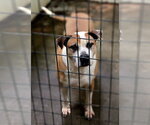 Small #3 Boxer-Mastiff Mix