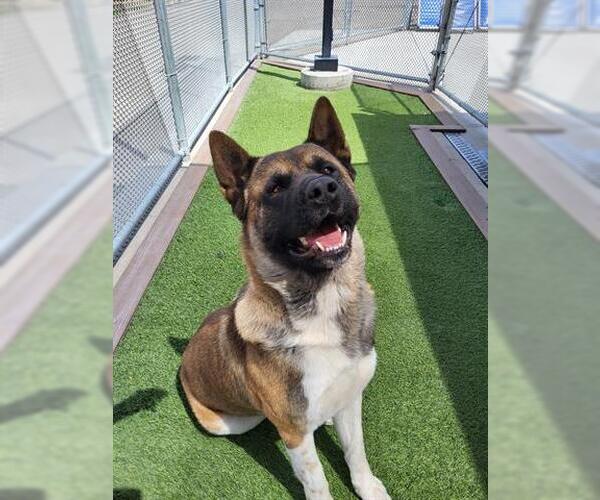 Medium Photo #2 Akita Puppy For Sale in Lathrop, CA, USA