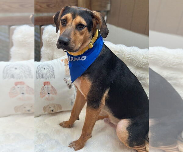 Medium Photo #1 German Shepherd Dog-Unknown Mix Puppy For Sale in Oak Bluffs, MA, USA