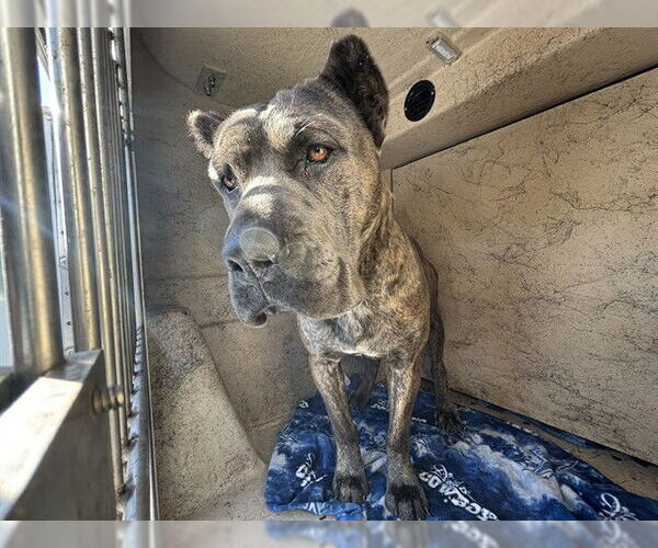 Medium Photo #1 Mutt Puppy For Sale in Oklahoma City, OK, USA