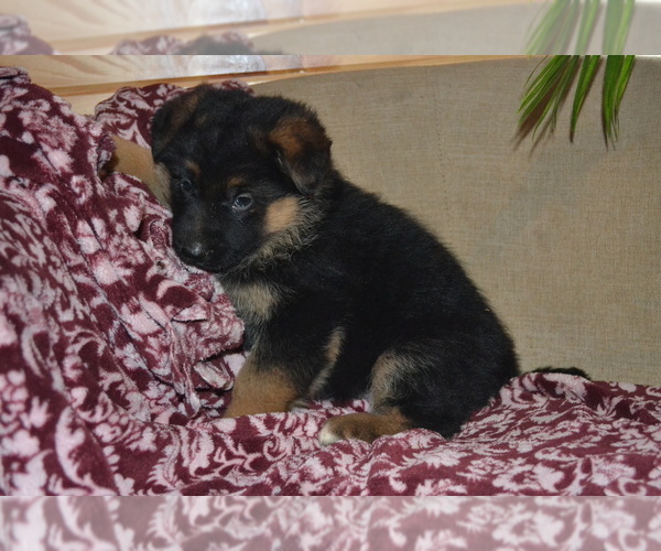 Medium Photo #3 German Shepherd Dog Puppy For Sale in GREENWOOD, WI, USA