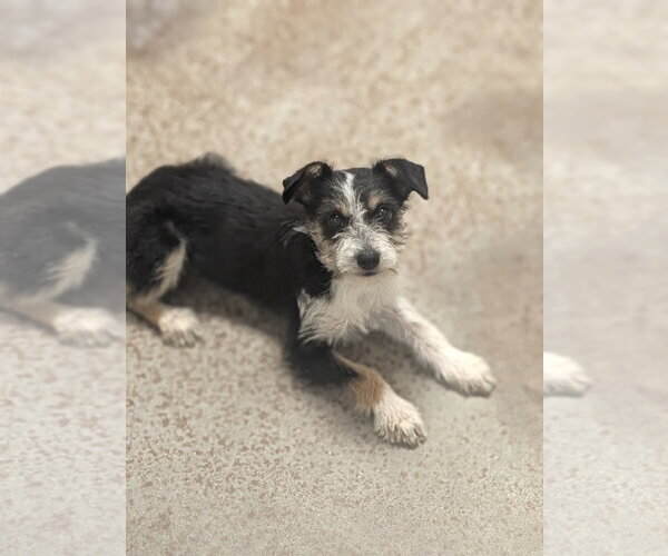 Medium Photo #2 Mutt Puppy For Sale in Salinas, CA, USA