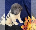 Small Photo #32 Newfoundland Puppy For Sale in AURORA, IN, USA
