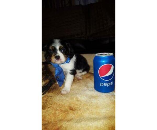 Medium Photo #5 Cavalier King Charles Spaniel Puppy For Sale in ALVARADO, TX, USA
