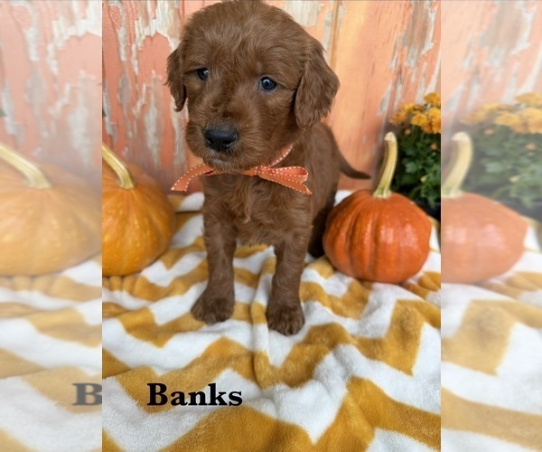 Medium Photo #1 Goldendoodle Puppy For Sale in WOODBURN, IN, USA