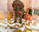 Puppy BANKS Goldendoodle