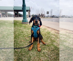 Bluetick Coonhound-Doberman Pinscher Mix Dogs for adoption in Minneaoplis, MN, USA