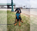 Small Bluetick Coonhound-Doberman Pinscher Mix
