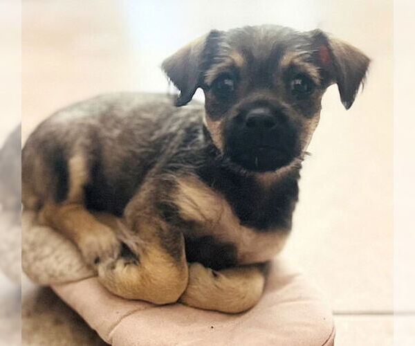 Medium Photo #3 Mutt Puppy For Sale in Oakley, CA, USA