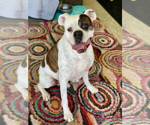 Colter - Male Boxer Dog for Adoption - Photo #4
