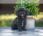 Puppy Holly Miniature Labradoodle