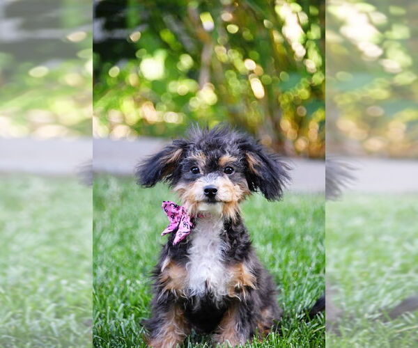 Medium Photo #5 Poodle (Toy) Puppy For Sale in Sandy, UT, USA