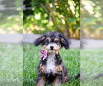 Small #4 Poodle (Toy)