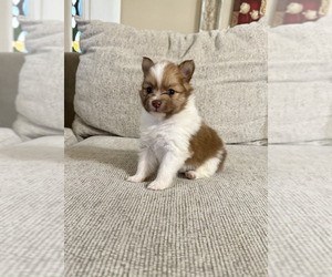 Pomeranian Puppy for sale in PHOENIX, AZ, USA