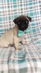 Small Photo #2 Pug Puppy For Sale in EDEN, PA, USA