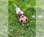 Small #8 Cavalier King Charles Spaniel