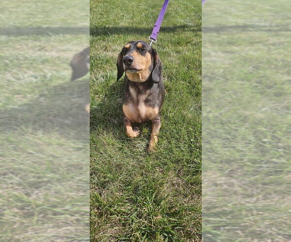 Medium Photo #7 Dachshund-Unknown Mix Puppy For Sale in Springdale, PA, USA