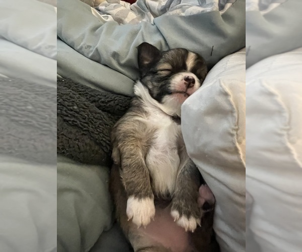 Medium Photo #1 Chihuahua Puppy For Sale in COLUMBIA, SC, USA