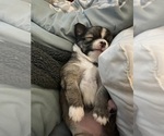 Small Chihuahua