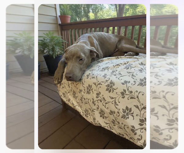 Medium Photo #2 Mutt Puppy For Sale in Wenonah, NJ, USA