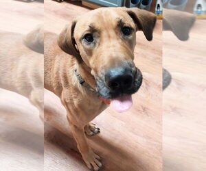 Mountain Cur-Unknown Mix Dogs for adoption in Boston, MA, USA